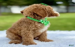 Goldendoodle dogs for sale: Dream - Image 9