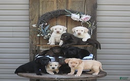 Labrador Retriever dogs for sale: Hezekiah - Image 2