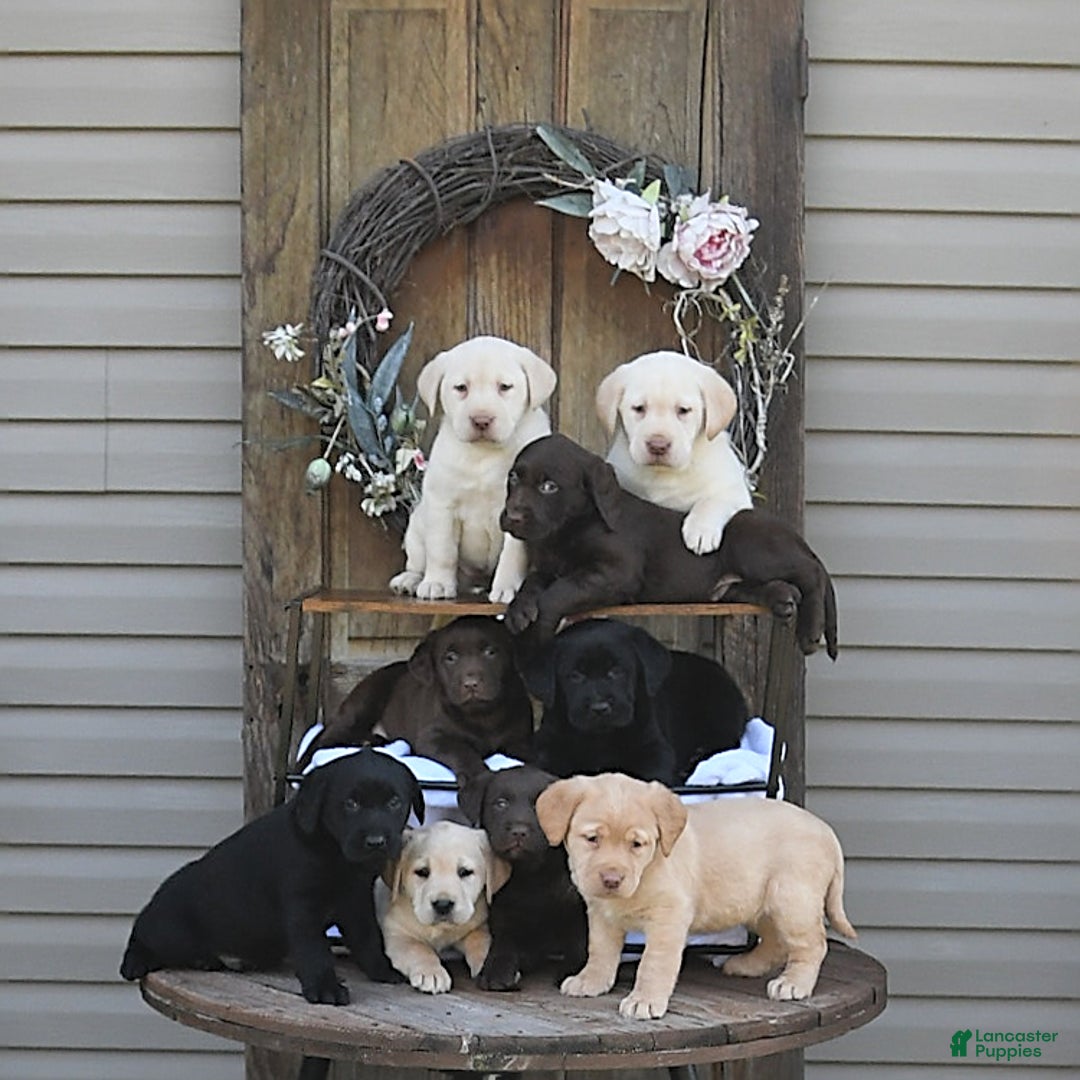 Labrador Retriever dogs for sale: Hezekiah - Image 2