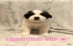 Saint Bernard dogs for sale: 14 Saints Available - Image 25