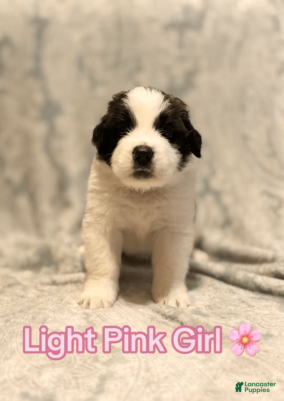 Saint Bernard dogs for sale: 14 Saints Available - Image 25