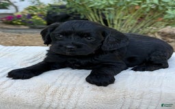 Cavapoo dogs for sale: Liam - Image 5