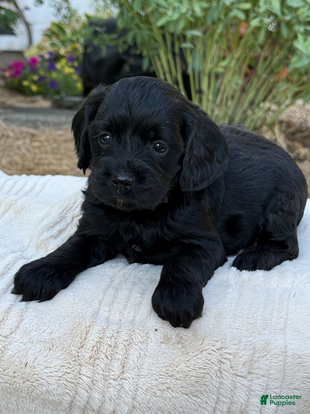 Cavapoo dogs for sale: Liam - Image 5
