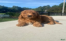 Mini Goldendoodle dogs for sale: Duke - Image 11