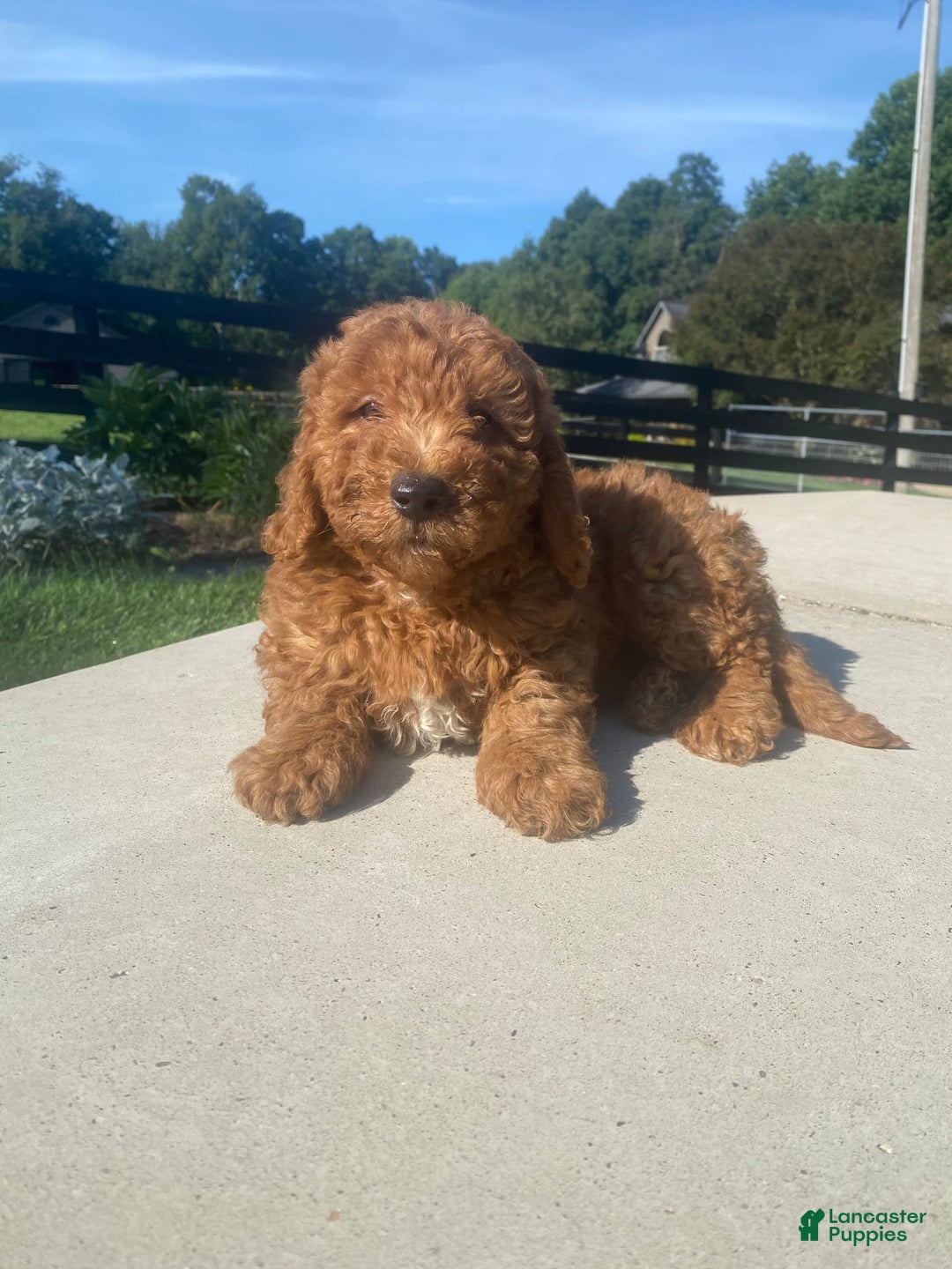 Mini Goldendoodle dogs for sale: Duke - Image 11