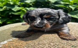 Dachshund dogs for sale: Juno - Image 11