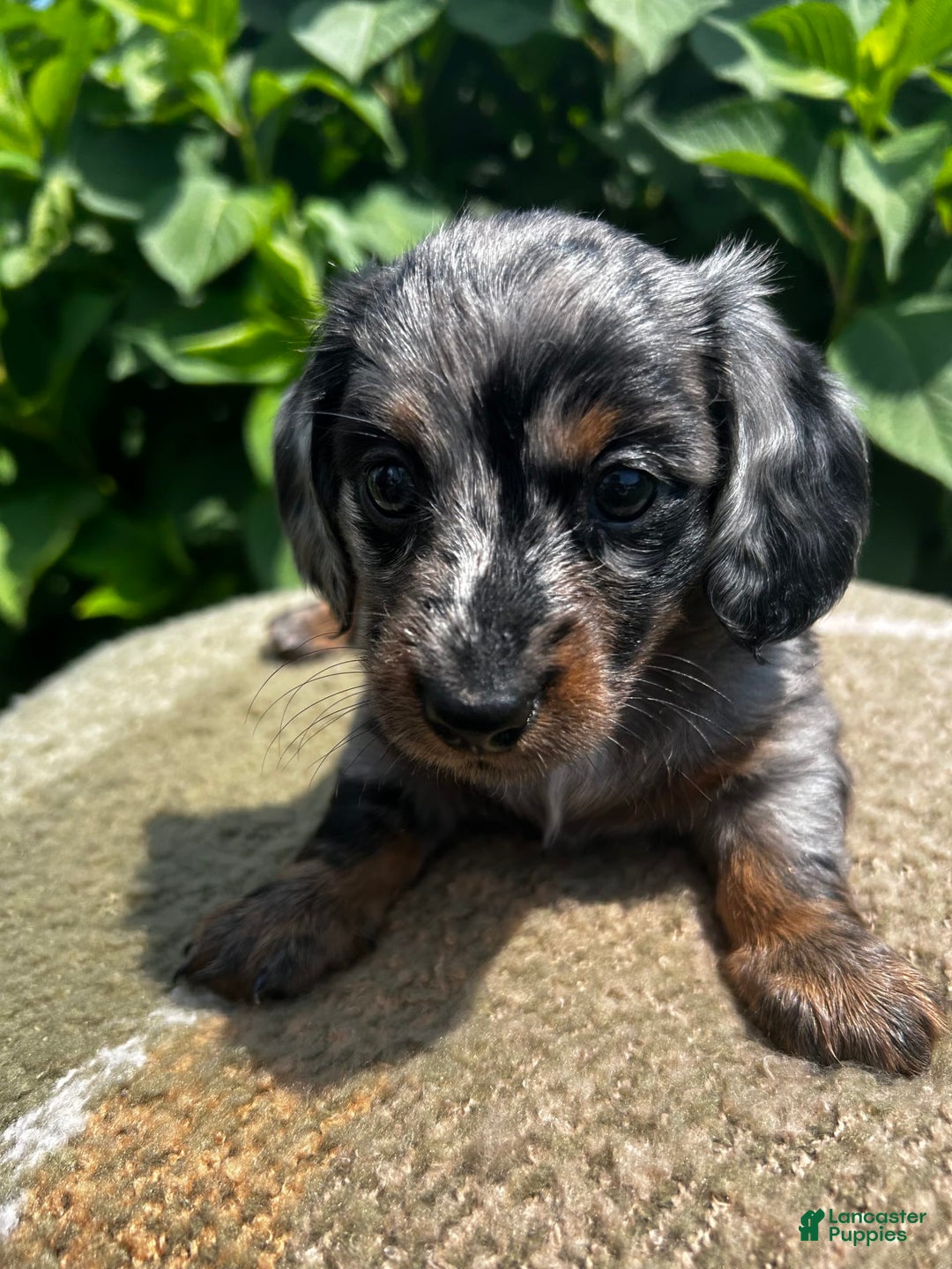 Dachshund dogs for sale: Juno - Image 11