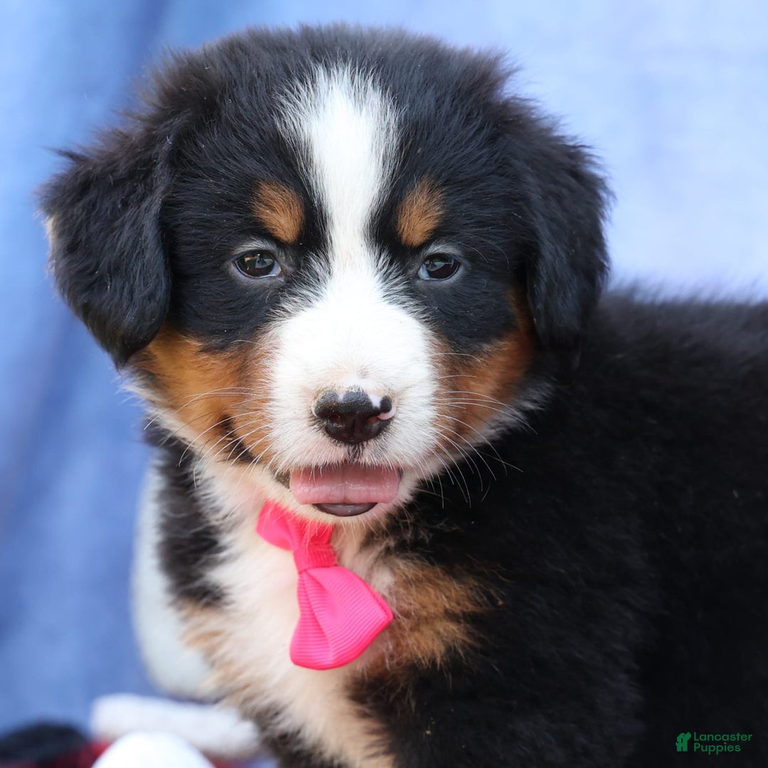 Bernese Mountain Dog dogs for sale: Sweetheart - Image 5