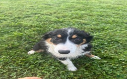 Australian Shepherd dogs for sale: Ahsoko - Image 2