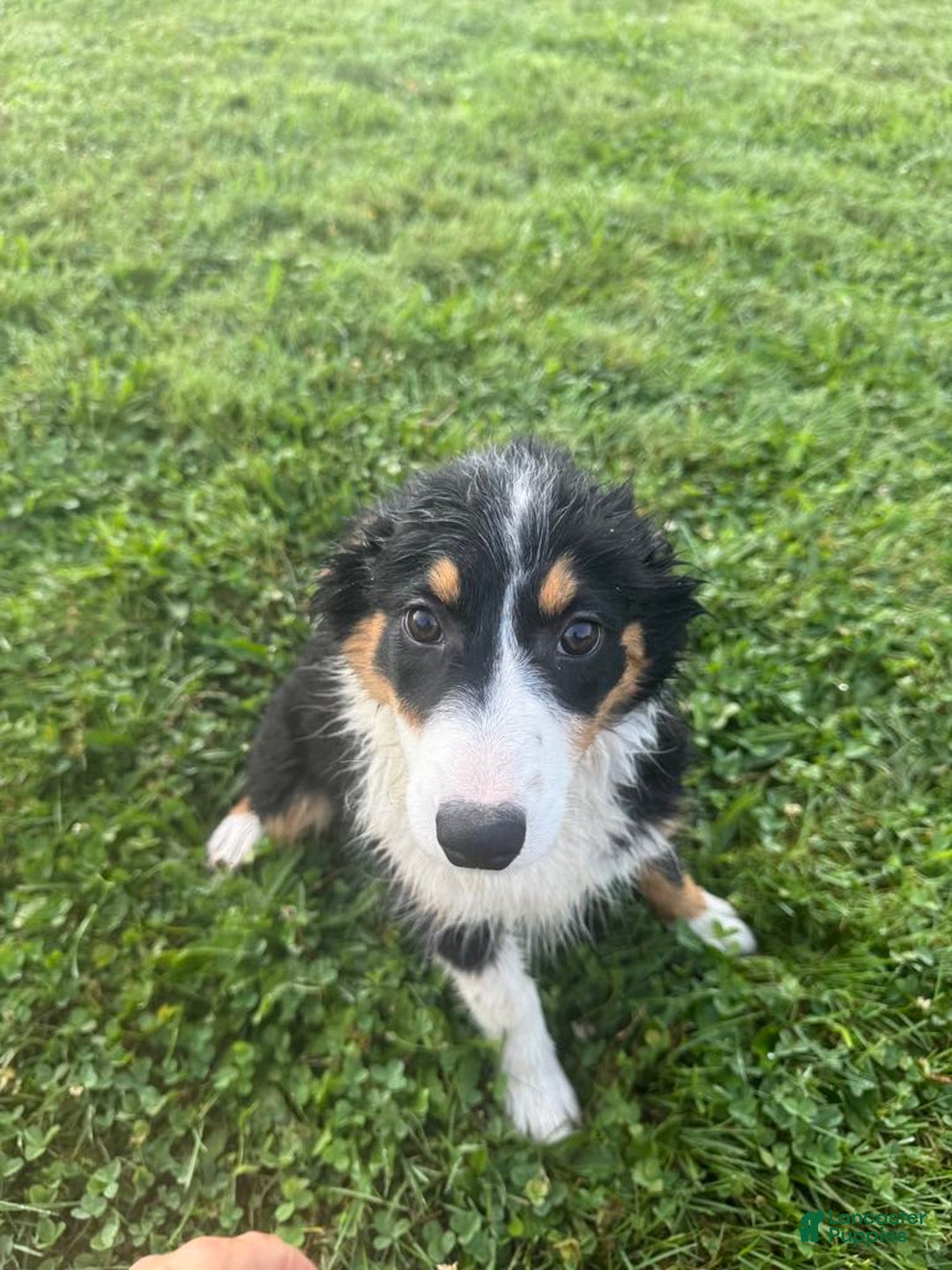 Australian Shepherd dogs for sale: Ahsoko - Image 2