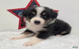 Australian Shepherd dogs for sale: Kal - Image 2