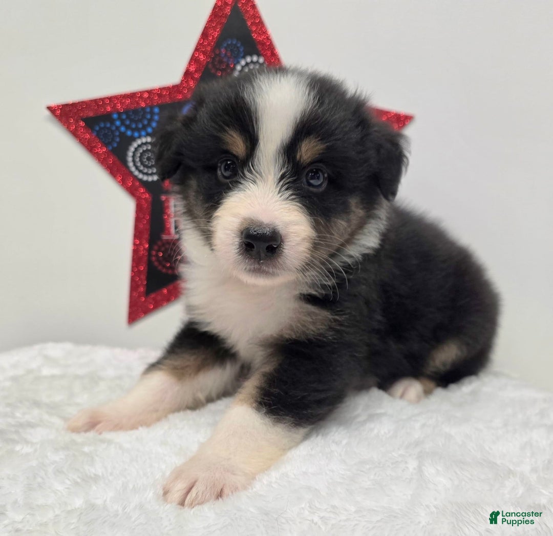 Australian Shepherd dogs for sale: Kal - Image 2