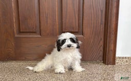 Havanese dogs for sale: Katie - Image 12