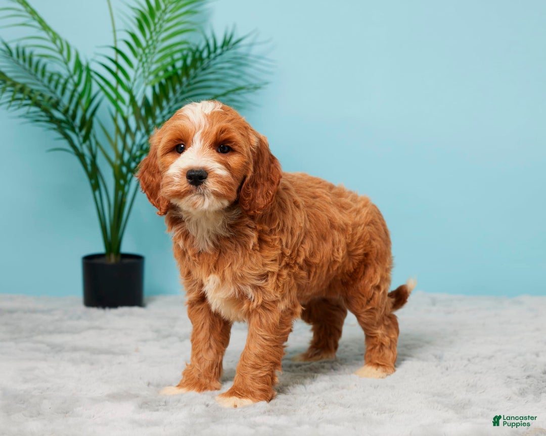 Mini Goldendoodle dogs for sale: Brooklyn - Image 2