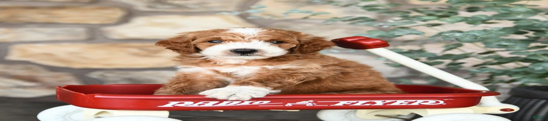 Baxter