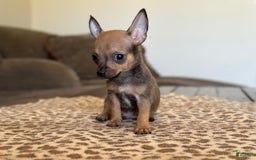 Chihuahua dogs for sale: Captain - Image 13