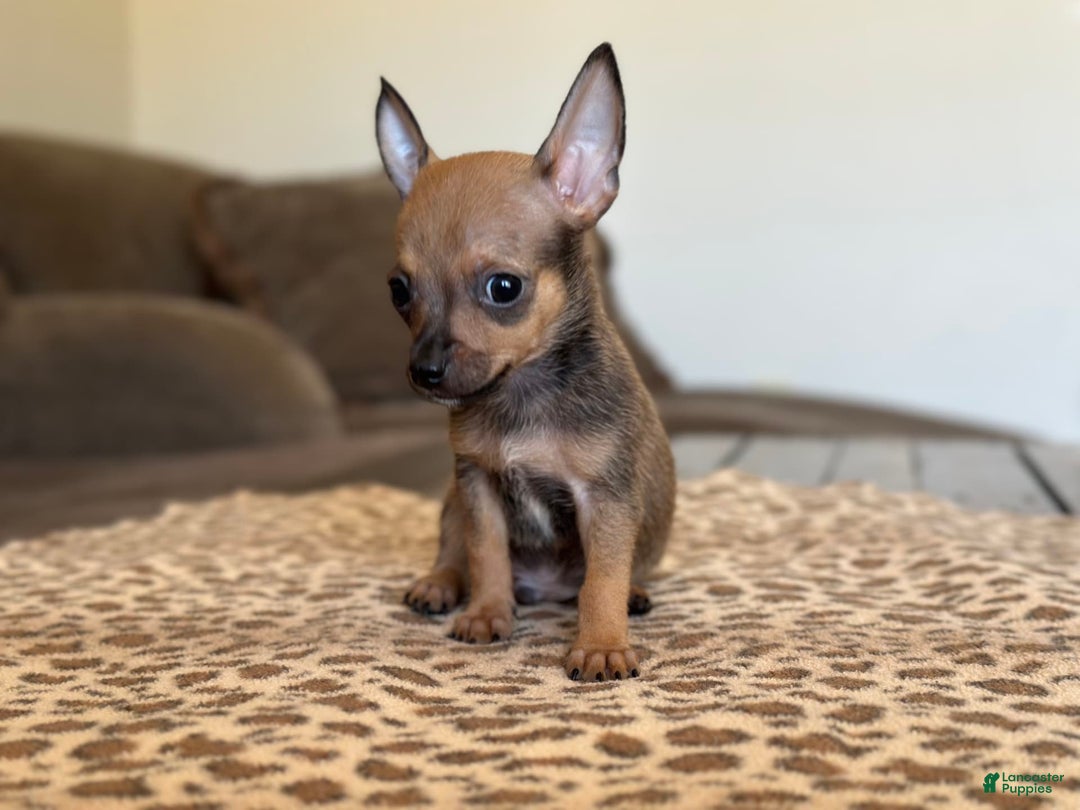 Chihuahua dogs for sale: Captain - Image 13