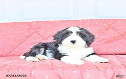 Miniature Bernese Mountain Dog dogs for sale: Twinkle - Image 7