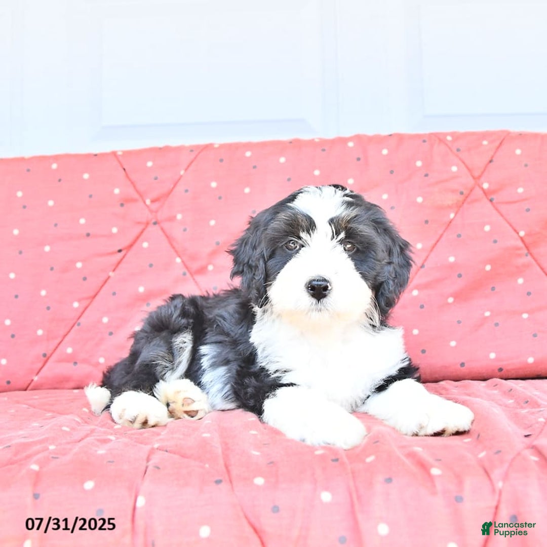 Miniature Bernese Mountain Dog dogs for sale: Twinkle - Image 7