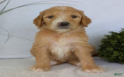 Goldendoodle dogs for sale: Sadie - Image 24