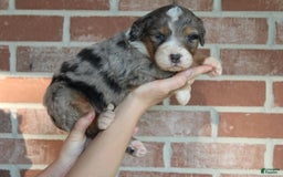 Bernedoodle dogs for sale: Max - Image 1
