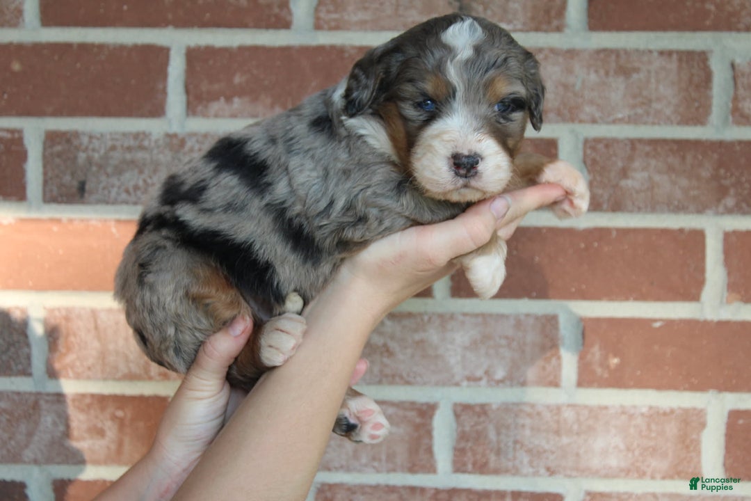 Bernedoodle dogs for sale: Max - Image 1
