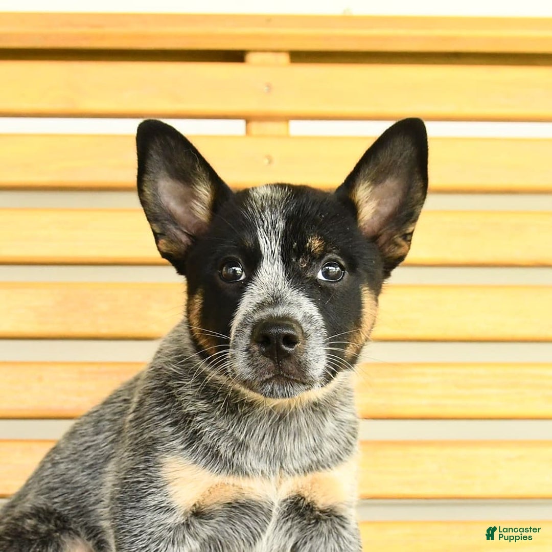 Australian Cattle Dog dogs for sale: Muffin - Image 4