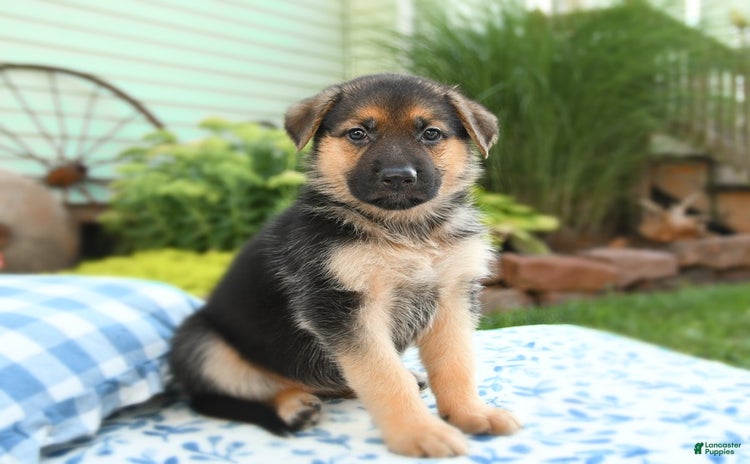 German Shepherd dogs for sale - Ad 3
