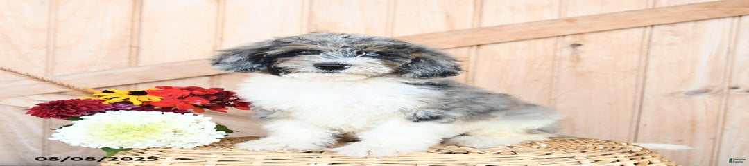 Tucker