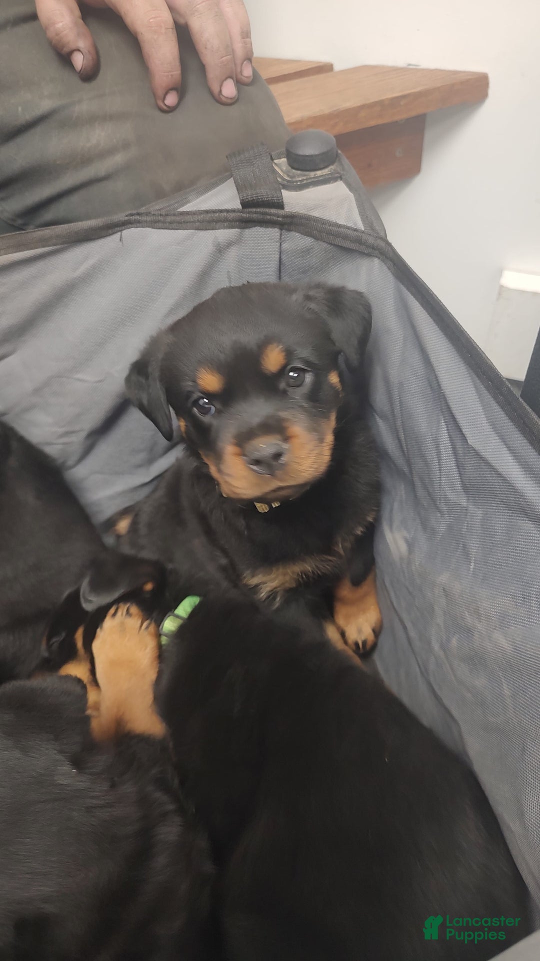 Rottweiler dogs for sale: Rottweiler 8 puppies - Image 1