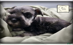 Miniature Schnauzer dogs for sale: Quill - Image 10
