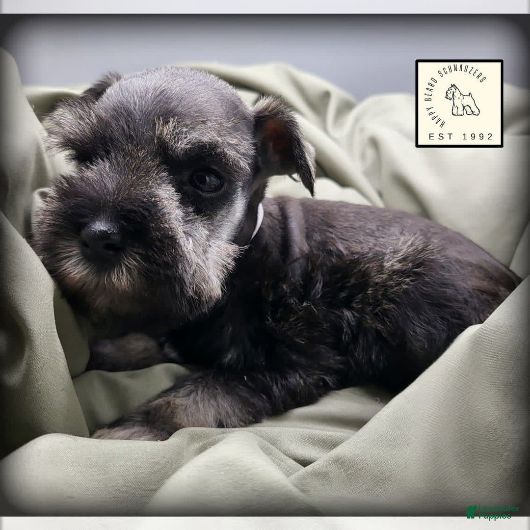 Miniature Schnauzer dogs for sale: Quill - Image 10
