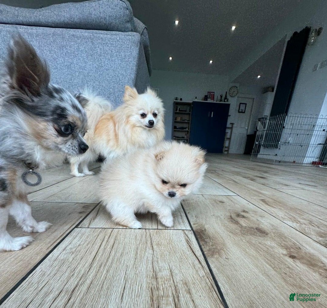 Pomeranian dogs for sale: Bunny - Image 11