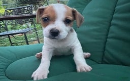 Jack Russell Terrier dogs for sale: Mila - Image 7