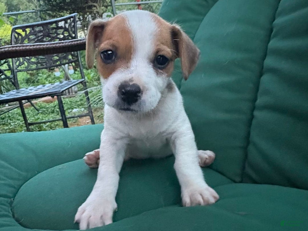 Jack Russell Terrier dogs for sale: Mila - Image 7