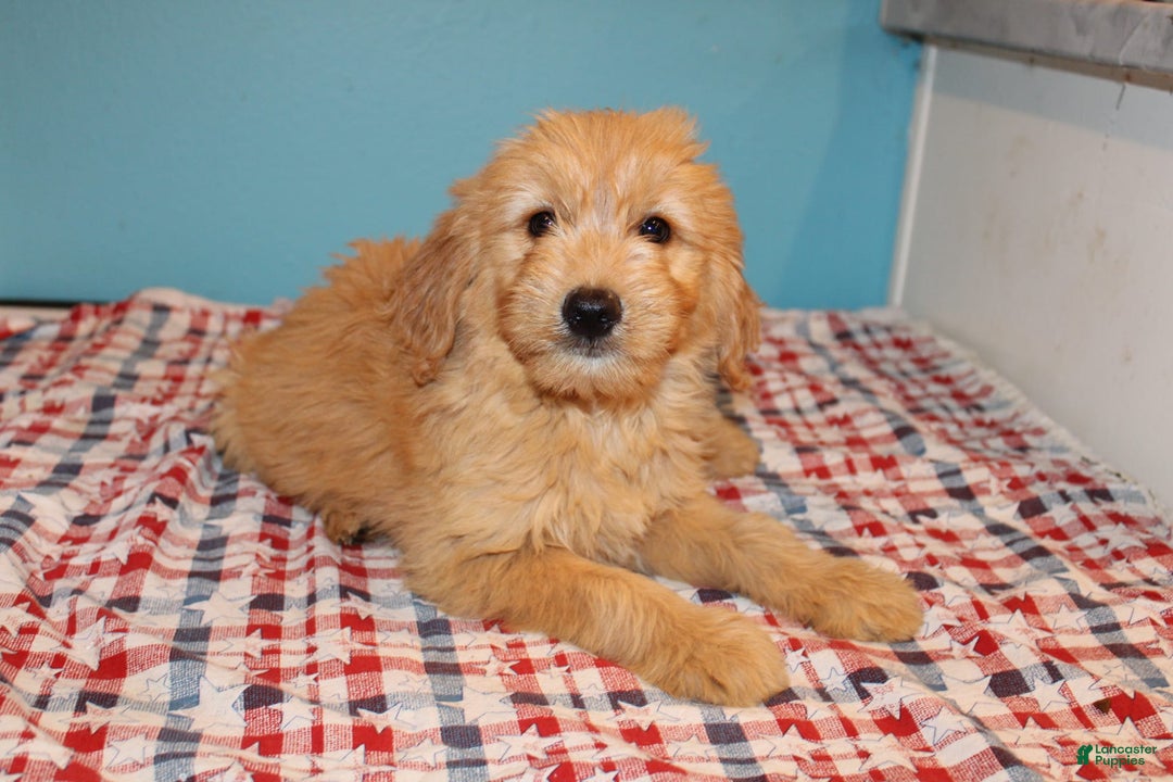  dogs for sale: Mini Goldendoodle 5 puppies - Image 37