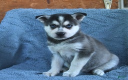Alaskan Klee Kai dogs for sale: Cody - Image 6
