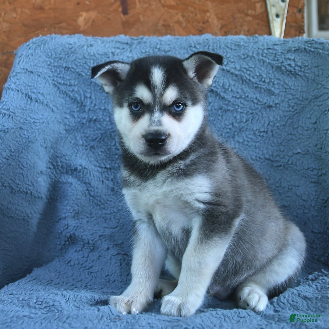 Alaskan Klee Kai dogs for sale: Cody - Image 6