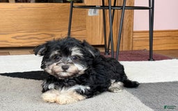 Maltese dogs for sale: Diana - Image 2