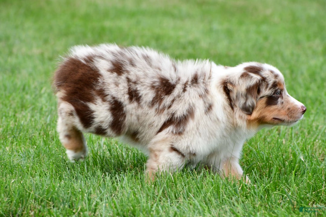 Australian Shepherd dogs for sale: Leo - Image 8