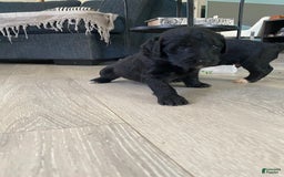 Bernedoodle dogs for sale: Baby Kiara - Image 4