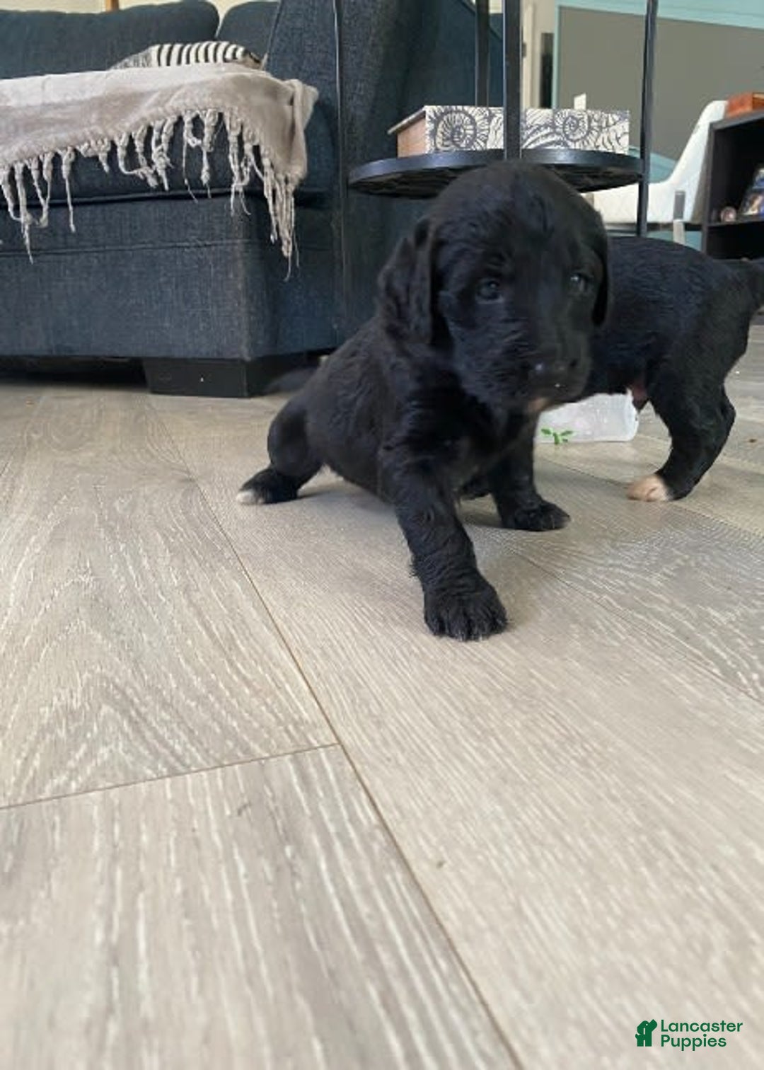 Bernedoodle dogs for sale: Baby Kiara - Image 4