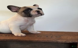 French Bulldog dogs for sale: Sebastian - Image 3