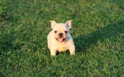 French Bulldog dogs for sale: Lincoln - Image 15