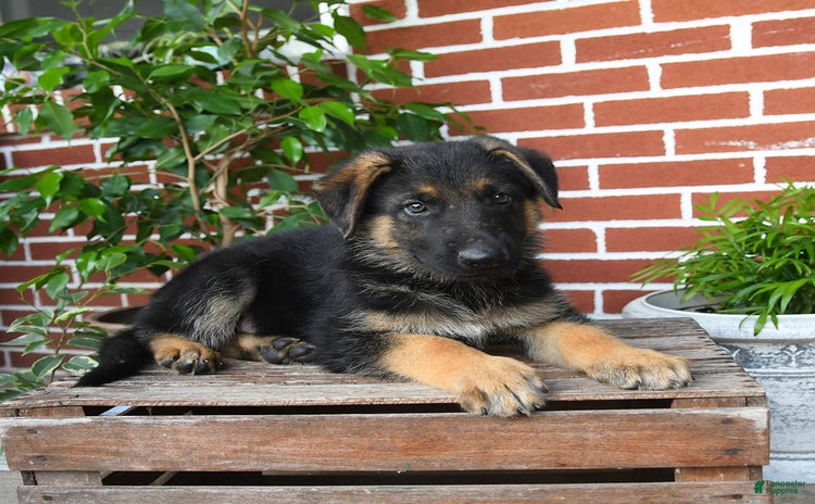 German Shepherd dogs - Advert 35