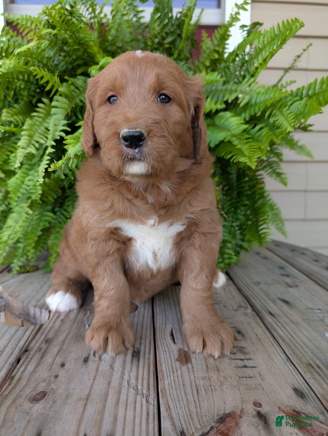 Goldendoodle dogs for sale: Ben - Image 5