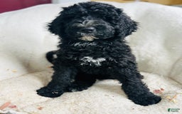 Bernedoodle dogs for sale: Ash - Image 1