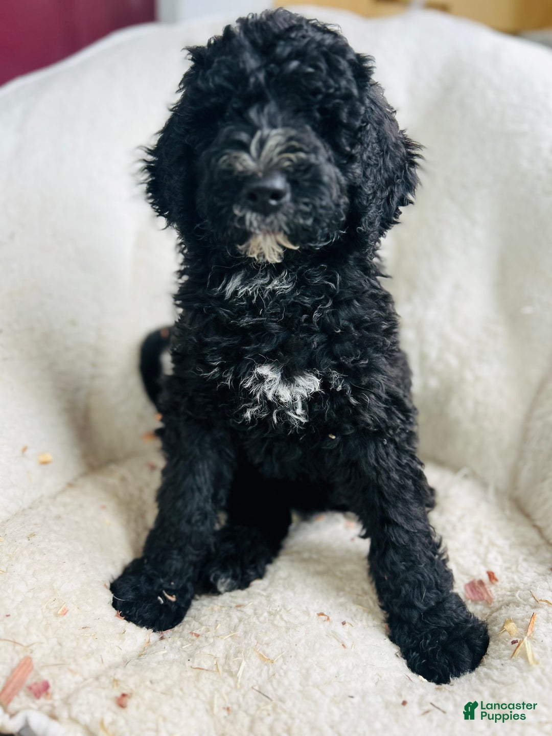 Bernedoodle dogs for sale: Ash - Image 1