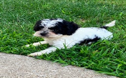 Cockapoo dogs for sale: Stella - Image 18