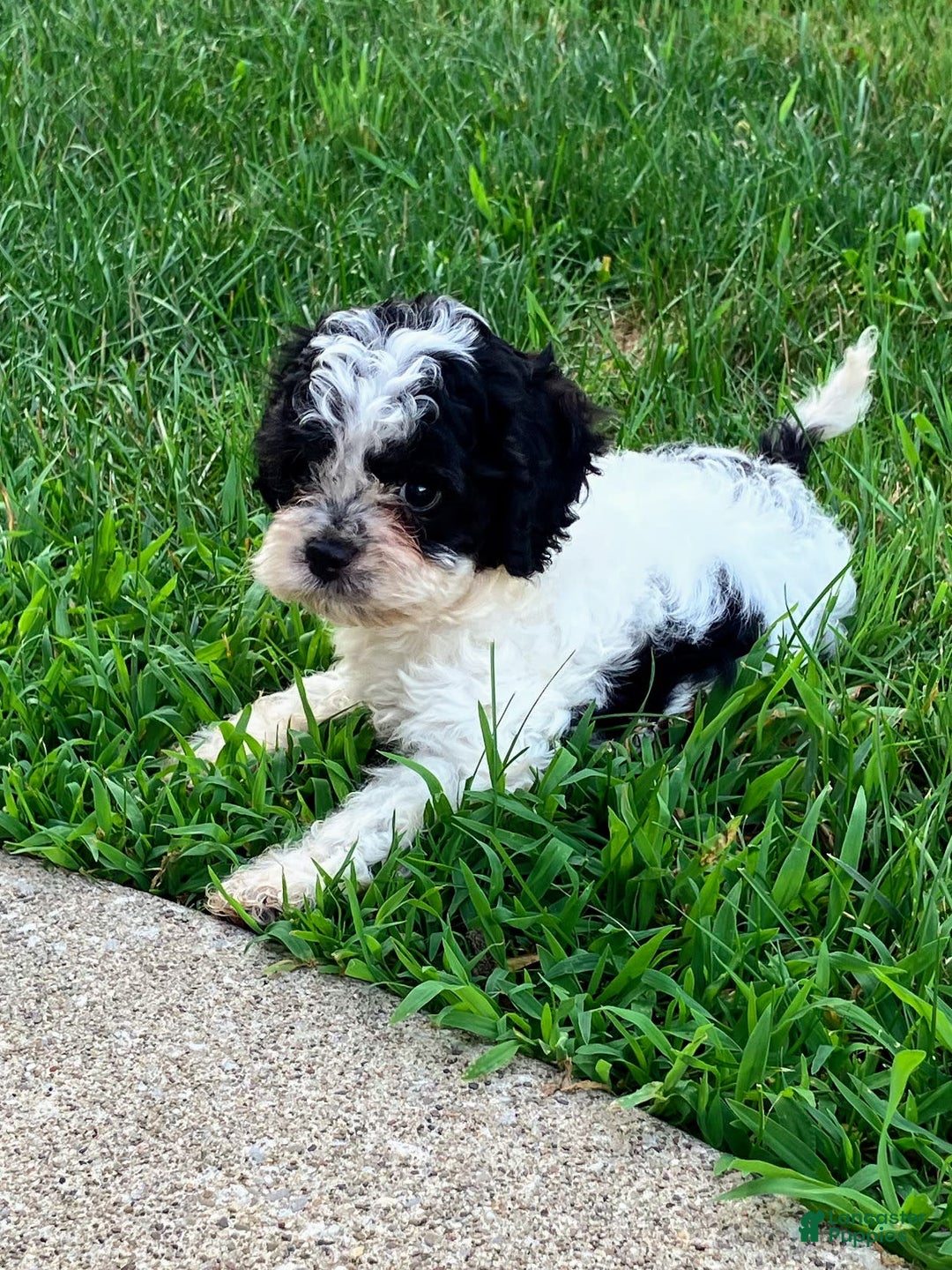 Cockapoo dogs for sale: Stella - Image 18